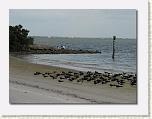 Birds On the Beach 05 * 612 x 461 * (47KB)